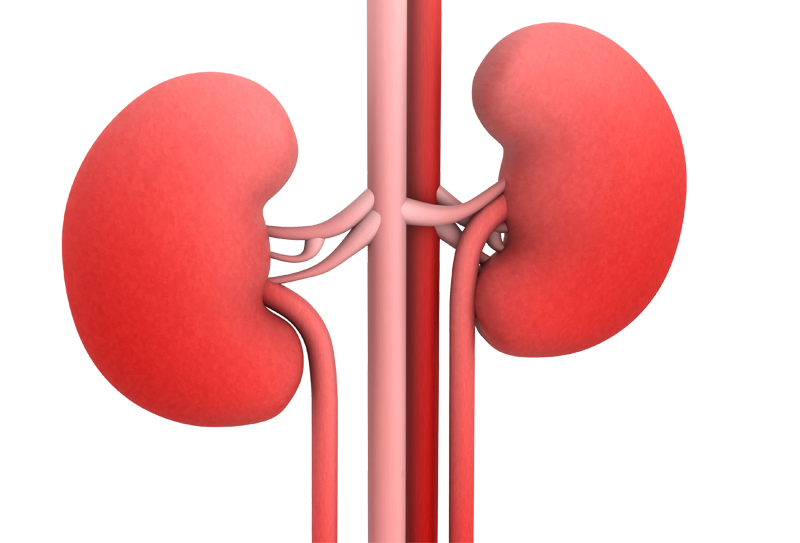 Clase 3 - Nutrición y Patología Renal