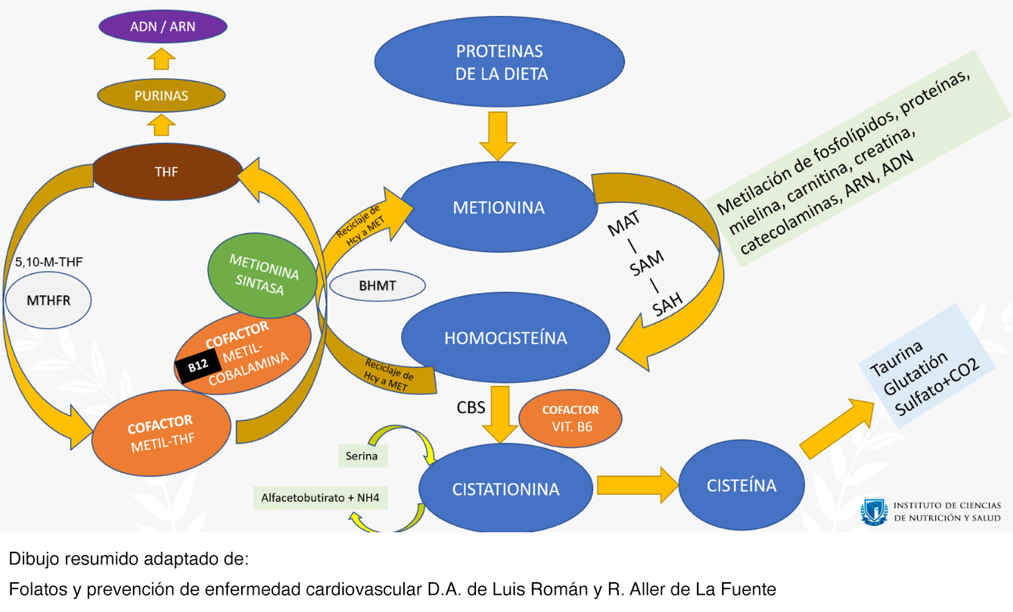 Todo Sobre La Vitamina B Bioqu Mica Diagn Stico Cl Nica Y